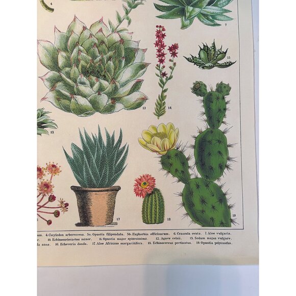 Vintage Cacti & Succulents Botanical Print Wall Art - 21"x16" - Retro Illustrati - Picture 4 of 7
